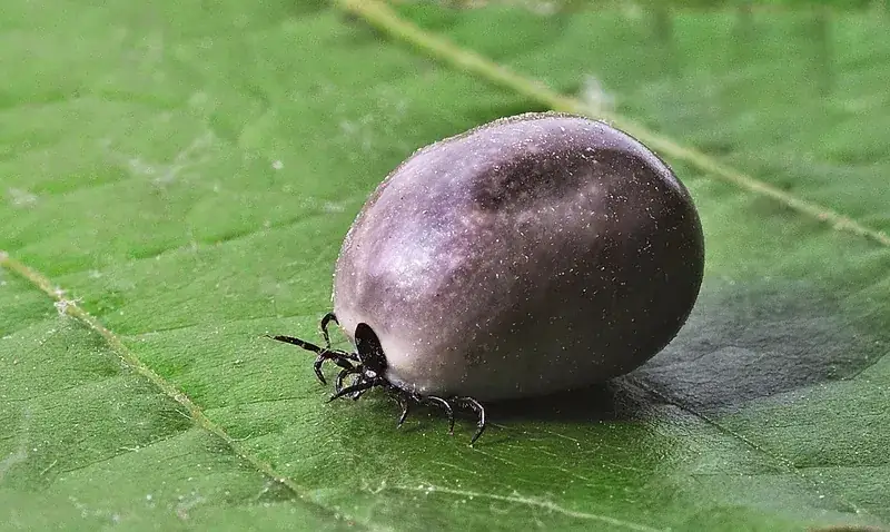 Lyme hastalığı tedavisi ve bakım