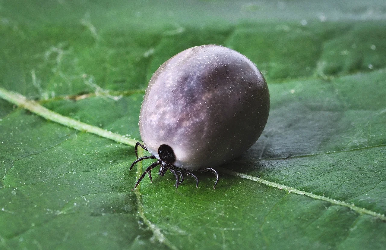 Stem Cell Therapy for Lyme Disease: A Patient's Guide